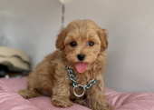 Maltipoo safkan son jenerasyon yavrularımız